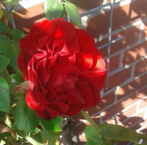 Mutter Siepe Hotel *