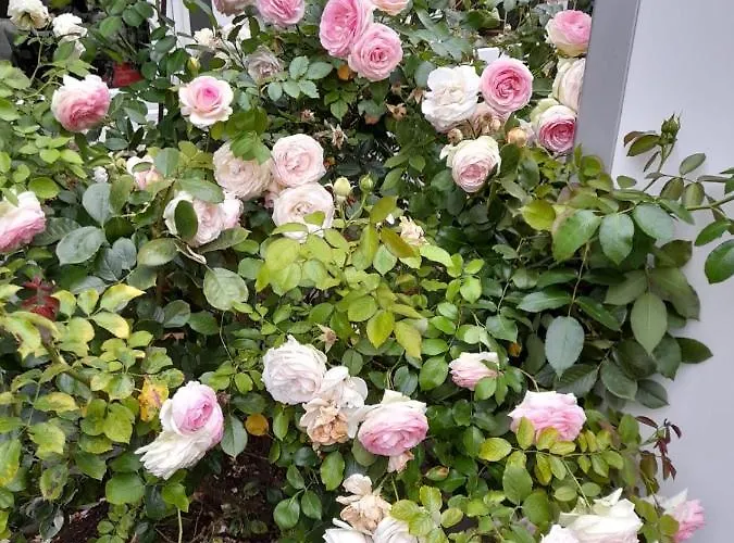 Hotel Mutter Siepe *